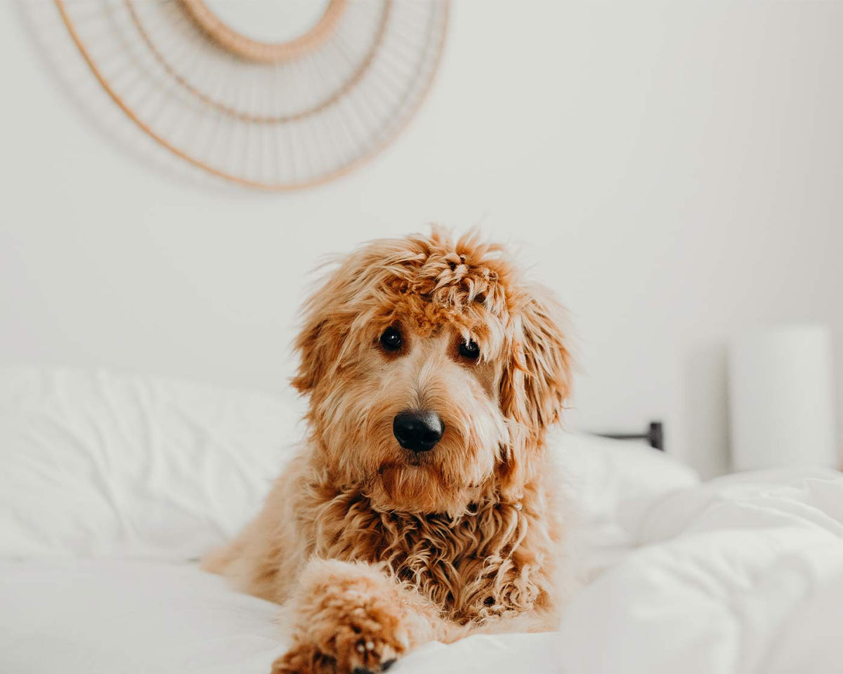 Why You Should Let Your Dog Sleep in Your Bed (Hint LinenFit Makes Wa