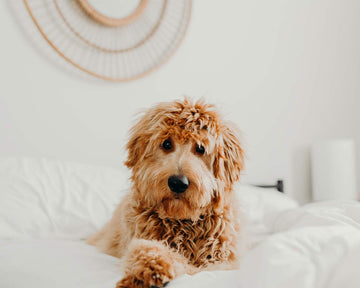 Why You Should Let Your Dog Sleep in Your Bed (Hint: LinenFit Makes Washing Easy)